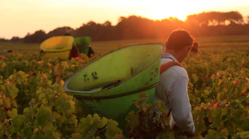 GrandsCrusClasseBordeaux_harvesting