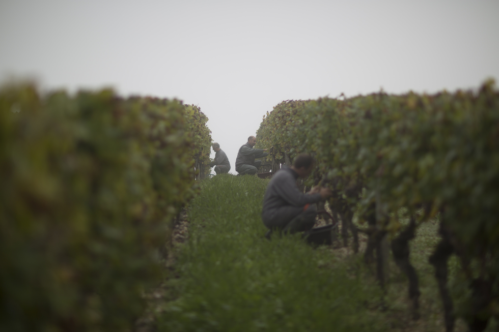 Chateau Tour Blance_mist in vineyard during harvest