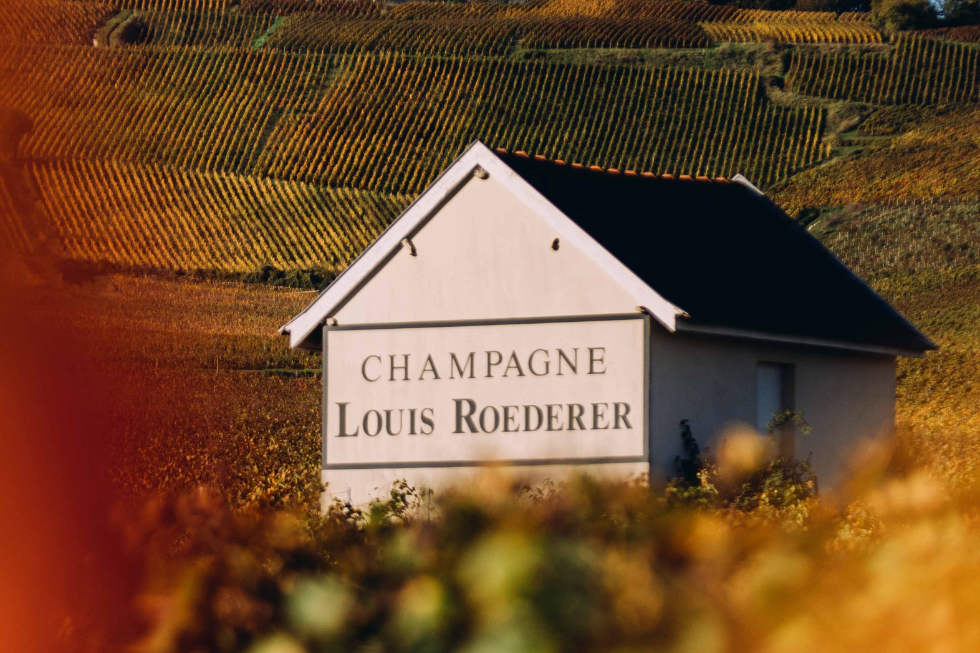 Champagne Louis Roederer vineyard