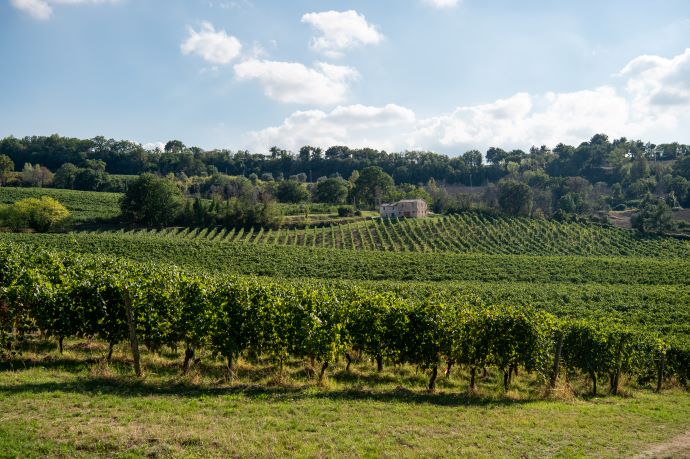 Le Busche vineyards at Montecarotto