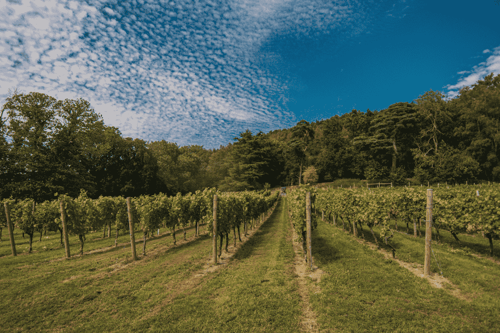 The Weyborne vineyard
